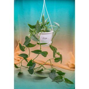 Cebu Blue Pothos 4.5" US Seller Potted RARE